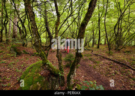 Trekking in den Bergen des Borjomi-Kharagauli Nationalpark in Kleineren Kaukasus. Borjomi, Georgien Stockfoto