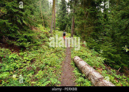 Trekking in den Bergen des Borjomi-Kharagauli Nationalpark in Kleineren Kaukasus. Borjomi, Georgien Stockfoto