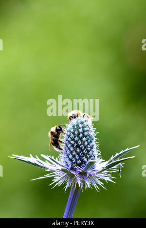 Bienen Bestäubung Sea Holly eryngos Blumen auf einem warmen sonnigen Tag Stockfoto