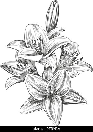 Blumen blühen Lilien Vector Illustration Hand gezeichnet Vektor-illustration realistische Skizze Stock Vektor