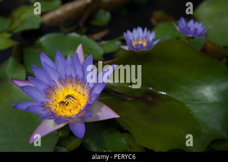 Heilige blaue Lilie (Nymphaea caerulea) mit Honig Bienen im Zentrum, Pads in einem kleinen Teich Stockfoto