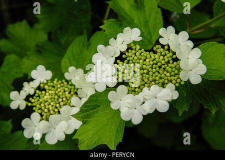 Hydrangea quercifolia mit Blumen umkreisen der Neue blütenknospen im Zentrum der Blüte, East Sussex, England Stockfoto