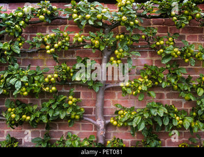 Espalier Espaliered Apfel Äpfel Obstbaum Äste in einem formalen englischen Küche Garten, England, Großbritannien gesetzt Stockfoto