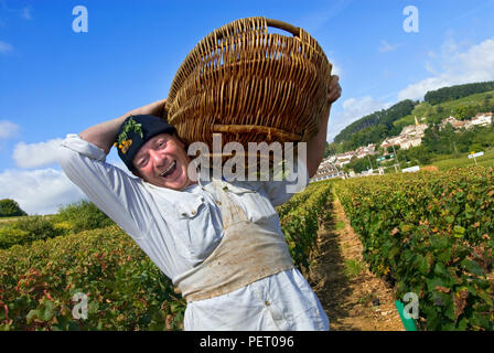 Traube Picker mit burgundischen Weidenkorb von Chardonnay Trauben in der Louis Latour Ile des Vergelesses Weinberg, Pernand Vergelesses, Burgund Frankreich Stockfoto