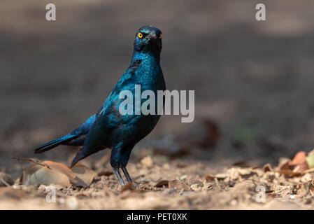 Kap glossy Starling Vogel Suchen streng, bei Camera düster, Namibia Stockfoto