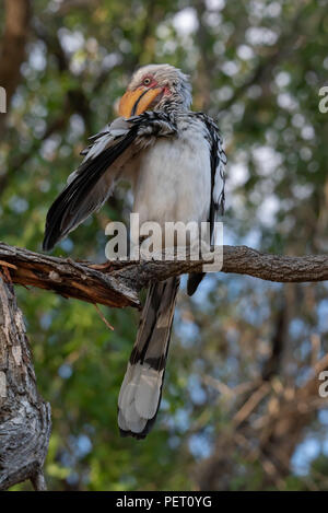 Portrait von Southern Yellow billed Hornbill Vogel auf Zweig Reinigung Federn, Namibia Stockfoto