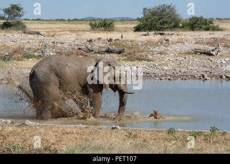 Große Elefanten am Wasserloch spielen mit Wasser und Abkühlung in der Hitze Stockfoto