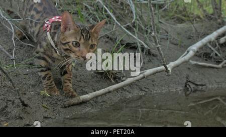 Ein cat Bengal Spaziergänge auf dem grünen Rasen. Bengalen kitty lernt entlang in den Wald zu gehen. Asian Leopard Cat versucht, Gras zu verstecken. Reed domestizierte Katze in der Natur. Hauskatze am Strand in der Nähe des Flusses. Stockfoto