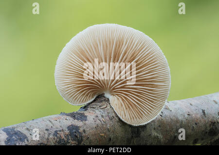 Das geschlachtete Struktur auf der Unterseite ein Peeling Oysterling (crepidotus Mollis), die auf eine unterbrochene Baumstrukturzweig. Stockfoto