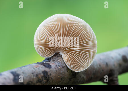 Das geschlachtete Struktur auf der Unterseite ein Peeling Oysterling (crepidotus Mollis), die auf eine unterbrochene Baumstrukturzweig. Stockfoto