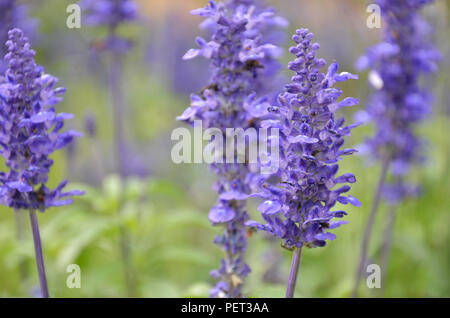 Blühende blaue Bugleweeds Ajuga in der Sommerwiese Stockfoto