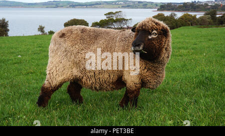 Schafe auf einer schönen grünen Weide, in Australien Stockfoto