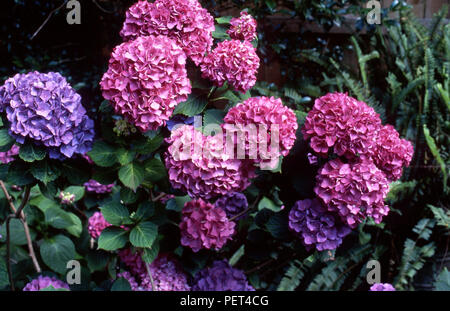 Lila und pink Hydrangea macrophylla Blüten Stockfoto