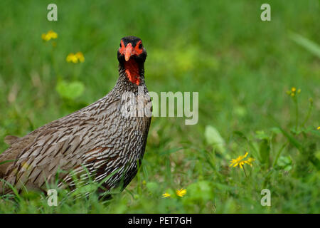 Porträt eines Red Necked Spurfowl, Addo Elephant National Park, Eastern Cape, Südafrika Stockfoto