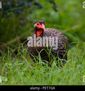 Porträt eines Red Necked Spurfowl, Addo Elephant National Park, Eastern Cape, Südafrika Stockfoto