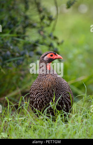 Porträt eines Red Necked Spurfowl, Addo Elephant National Park, Eastern Cape, Südafrika Stockfoto