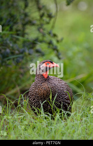 Porträt eines Red Necked Spurfowl, Addo Elephant National Park, Eastern Cape, Südafrika Stockfoto