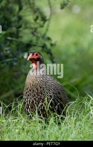 Porträt eines Red Necked Spurfowl, Addo Elephant National Park, Eastern Cape, Südafrika Stockfoto