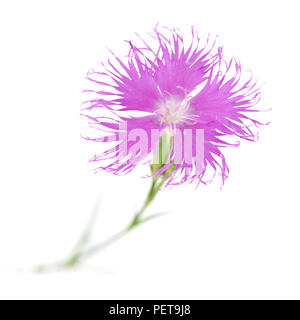 Flora von Kantabrien - Dianthus hyssopifolius, isop-leaved Nelke Stockfoto