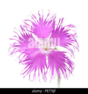 Flora von Kantabrien - Dianthus hyssopifolius, isop-leaved Nelke Stockfoto