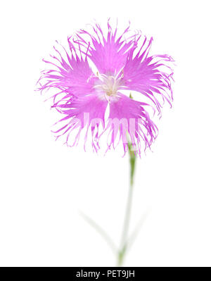 Flora von Kantabrien - Dianthus hyssopifolius, isop-leaved Nelke Stockfoto