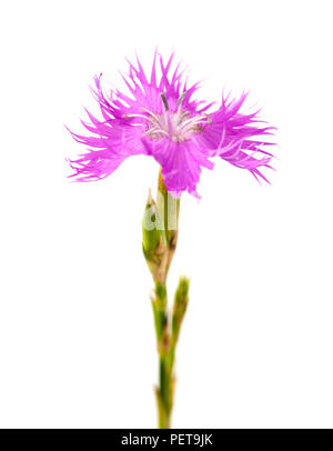 Flora von Kantabrien - Dianthus hyssopifolius, isop-leaved Nelke Stockfoto