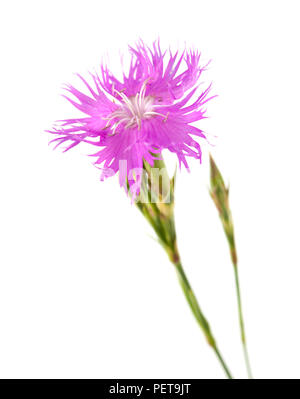 Flora von Kantabrien - Dianthus hyssopifolius, isop-leaved Nelke Stockfoto