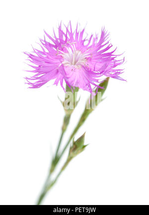 Flora von Kantabrien - Dianthus hyssopifolius, isop-leaved Nelke Stockfoto