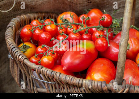 Frische rote Kirsche und Pflaume Tomaten in einem Weidenkorb auf Verkauf in Borough Markt, Southwark, London, UK Stockfoto