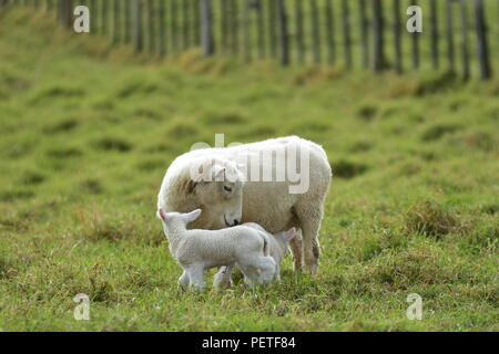 Mutter Schafe kümmert sich um Ihre zwei Lämmer auf Ackerland mit unscharfen Drahtzaun auf hölzernen Beiträge im Hintergrund. Stockfoto