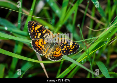 Feld Crescent Schmetterling (Phyciodes pulchella) im Gras ruhen, Castle Rock Colorado USA. Stockfoto