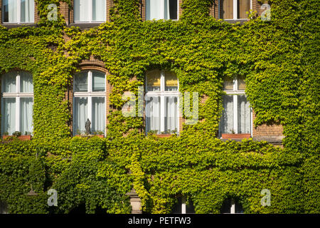 Alte Gebäude Fassade mit Efeu bewachsene Anlage Stockfoto