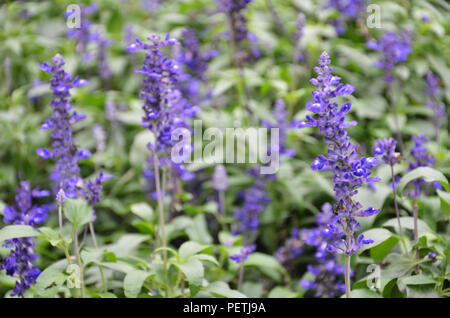 Blühende blaue Bugleweeds Ajuga in der Sommerwiese Stockfoto