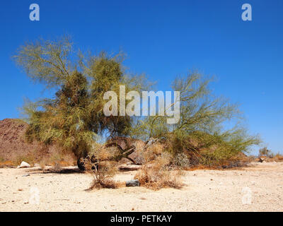 Eine wilde, verzweigte, voluminösen Palo Verde Baum aus der Erde ernsthaft in der Wüste, mit trockenen Rot-braune Berge im Hintergrund. Stockfoto