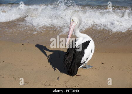 Putzen Pelican werfen Ihren Schatten auf den Strand vor dem Hintergrund des plätschernden Wellen Stockfoto