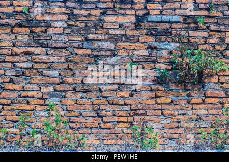 Alten Ziegel Wand mit kleinen Pflanze Textur. Alte Mauer wurde durch kleine Bäume unterbrochen. Mauer Textur mit kleinen Baum im alten Ton. Stockfoto