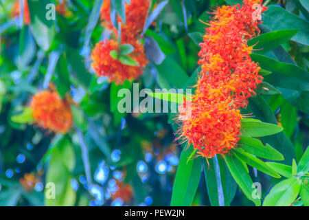 Farbenprächtige orangen und gelben Blüten von Saraca asoca (Saraca indica Linn, Asoka, Asoke, Saraca) Blüte am Baum. Stockfoto