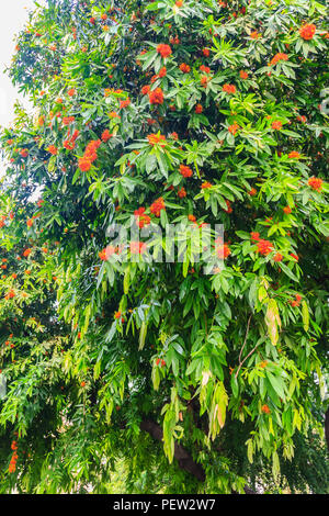 Farbenprächtige orangen und gelben Blüten von Saraca asoca (Saraca indica Linn, Asoka, Asoke, Saraca) Blüte am Baum. Stockfoto