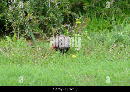 Porträt eines Red Necked Spurfowl, Addo Elephant National Park, Eastern Cape, Südafrika Stockfoto