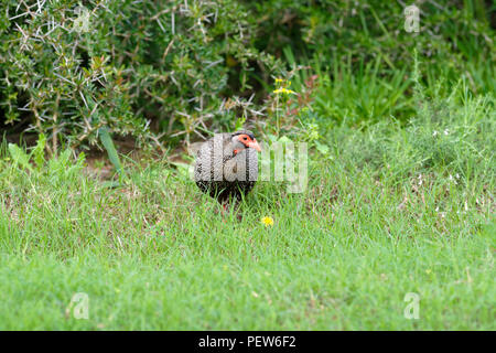 Porträt eines Red Necked Spurfowl, Addo Elephant National Park, Eastern Cape, Südafrika Stockfoto