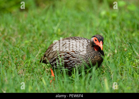 Porträt eines Red Necked Spurfowl, Addo Elephant National Park, Eastern Cape, Südafrika Stockfoto