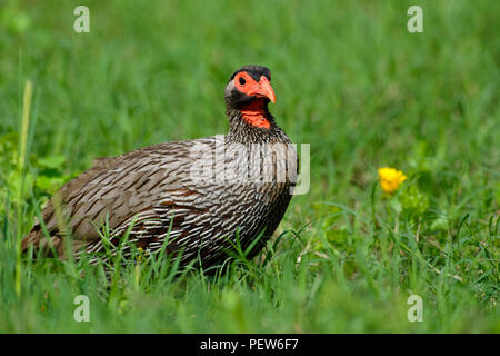 Porträt eines Red Necked Spurfowl, Addo Elephant National Park, Eastern Cape, Südafrika Stockfoto