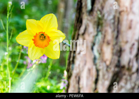 Soft Focus der weißen Wilden Narzisse oder Fastenzeit lily Blumen - Narcissus pseudonarcissus, Amaryllidoideae, der Amaryllidaceae Stockfoto
