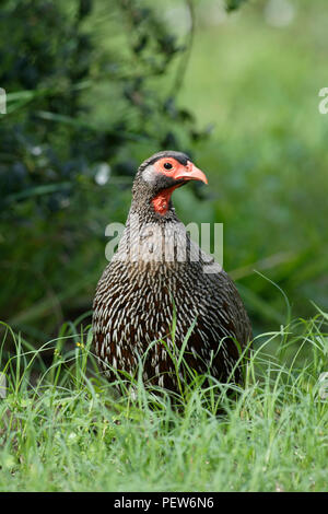 Red Necked Spurfowl, Addo Elephant National Park, Eastern Cape, Südafrika Stockfoto