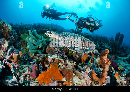 Einen Taucher mit einer digitalen Spiegelreflexkamera und einem anderen Taucher mit einer Videokamera Line up auf einem hawksbill Schildkröte, Eretmochelys imbricata, auf einem indonesischen Reef schießen. T Stockfoto