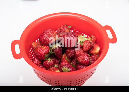 Frische reife Erdbeeren in einem rotem Kunststoff Sieb gewaschen Stockfoto