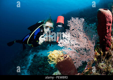 Ein Taucher Fotografieren einer crinoid auf einem Tube schwamm und weichen Korallen in einem indonesischen Reef. Der Taucher ist Model Released. Stockfoto