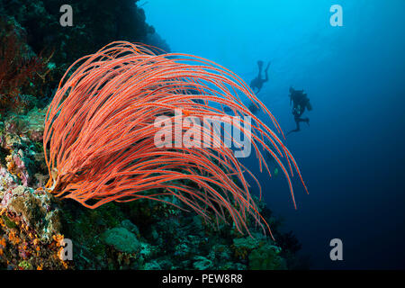 Taucher und Peitsche, Koralle, Ellisella ceratophyta, auf einem indonesischen Reef. Stockfoto