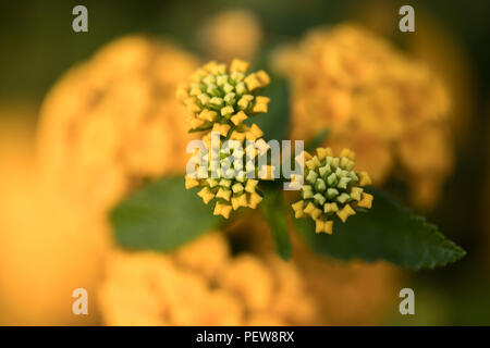 Closeup Makro Aufnahmen von Blumen, ideal für Hintergründe. Stockfoto