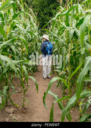 Frau Walker auf dem Weg durch das Feld der riesigen hohen grünen Mais/Mais Ernte, Derbyshire, England, Großbritannien Stockfoto